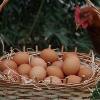 난각번호 1번 자연바구니 유정란