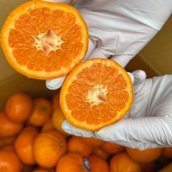 고당도 달콤한 큐티 만다린 귤 2KG·5KG