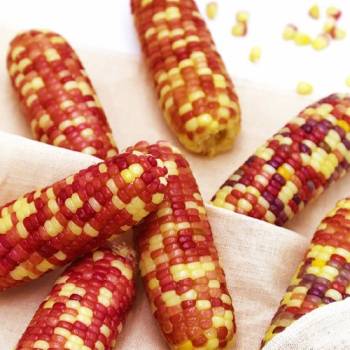 알록달록 냉동 삶은 찰옥수수 x 10/20/30개 10~15cm내외