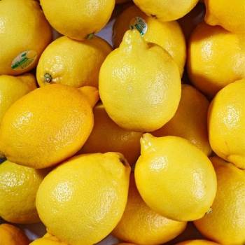 2026 미국산 팬시레몬 구성 선택1